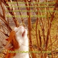 Солнечные лежебоки: 23+ питомца, которые обожают летнее солнце