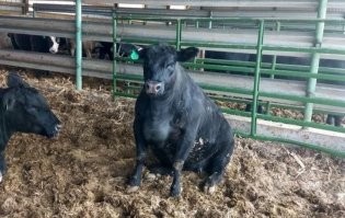 - Гаврюша, сидеть!  =)