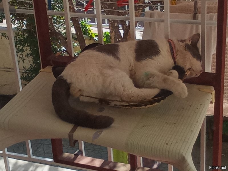 Все у кота на месте