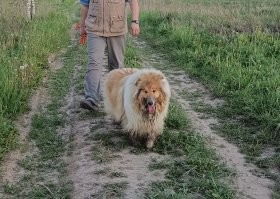 Моя обожает на речке прямо у кромки воды выкопать яму, засунуть туда нос и пускать пузыри. Дитё-дитём. И всё бы ничего, но это колли. После таких забав эта "собака выдающейся красоты с невозмутимым чувством собственного достоинства" (дословная цитата из стандарта породы FCI156 между прочим) выглядит как-то так