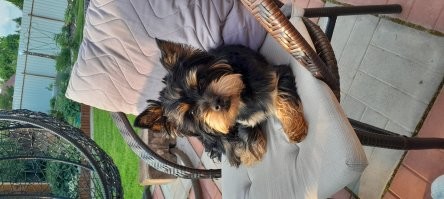 Солнечные лежебоки: 23+ питомца, которые обожают летнее солнце