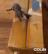 "Тайна кровавой коробки". Триллер. 
В доме на окраине небольшого городка таинственным образом стали пропадать котики...