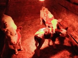 Вот настоящая деревня, Бузулукский р-н.
Работа в сельском хозяйстве - тяжкий труд