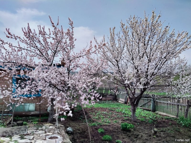 Вот настоящая деревня, Бузулукский р-н.
Работа в сельском хозяйстве - тяжкий труд