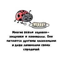 Что значит, многие? Они и есть хищники. Именно поэтому их против тли используют кое-где