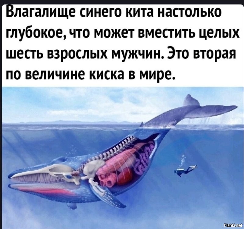 После языка синего кита , нельзя не упомянуть о.......