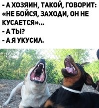 Собака без поводка и намордника должна считаться дикой и полежит уничтожению.