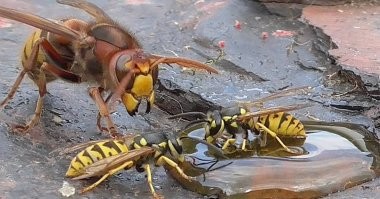 Причем они ос гоняли и мы не парились по поводу них. Осы на много агрессивнее в этом плане. За лето часто жалили осы, а шершень ни разу.