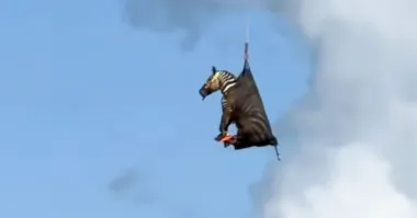 Вот тебе и "Конь в пальто"!