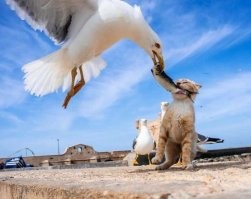 Всё как обычно. Просто чайка угощает кота рыбой.