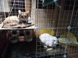 Удивительная дружба:  коты и кролики