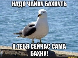 Чайка напала на туристку на Сахалине
