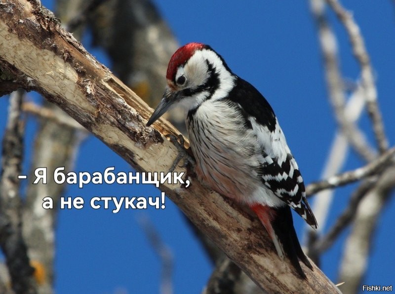 Художник - короед