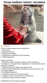 Манул Тимофей сбросил к лету половину своего веса