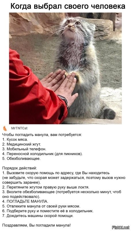 Манул Тимофей сбросил к лету половину своего веса