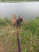 Хвостатое лето: 25 пёселей, которые проводят лето со вкусом