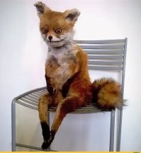 Московские хроники: лисица в Лефортово