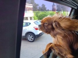 Сегодня ушастого вывозил