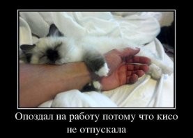 Девушки сняли на видео доказательства, что кошка запросто может увести мужчину
