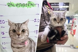 В Таиланде арестовали кошку за то, что она укусила двух полицейских, пишет Mothership.

В сети набирает популярность необычный случай, произошедший в Таиланде. Там была «арестована» кошка за то, что якобы напала на полицейских. Согласно публикации, животное было официально обвинено в попытке нападения на сотрудника.

На опубликованных фотографиях видно, как полицейские держат кошку, у которой даже сделали «фоторобот», как у настоящего преступника. Вместо отпечатков пальцев были сняты отпечатки лап , а также проведен тест на мочу , чтобы проверить, нет ли в организме животного следов канабиса или других веществ, способных вызвать гиперактивное поведение.

К счастью для пушистого «преступника», тест показал отрицательный результат   никаких наркотических веществ найдено не было. После завершения всех процедур полицейские заявили, что кошка отпущена под залог.