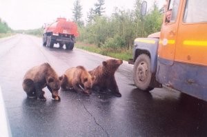 Именно так и происходит!
а потом эти медведи рвут на части этих горе-нефтяников..