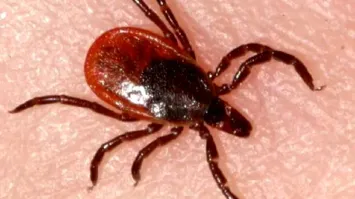 Некроморф (Necromorph)   ксеноморф с вирусной инфекцией