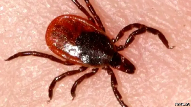 Некроморф (Necromorph)   ксеноморф с вирусной инфекцией