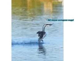Просто гифки, всякие и&nbsp;разные