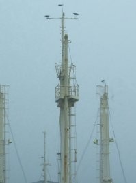 При переходах через океан неоднократно встречали сухопутных птиц, оказавшихся далеко от берега. Помогали как могли. выжили вроде бы все пернатые.
На последних фото орёл сушит перья после того как был поднят сачком на борт. Упал в воду гоняясь за ласточками, тоже далеко от берега.
Пароходы рифер "Сан-Антонио" и антипиратский "Anchor-1"