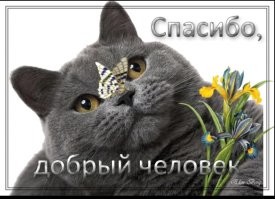 Мужчина пришёл на помощь коту