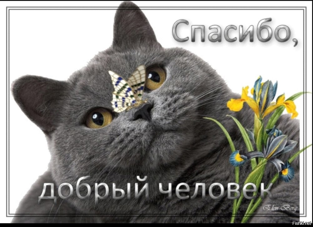 Мужчина пришёл на помощь коту