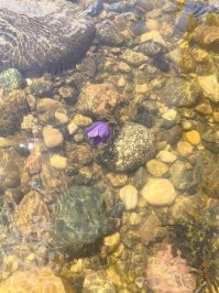 фото буквально недельной давности...
один подснежник под водой расцвел!