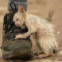 Мы в ответе за них...