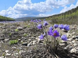 фото буквально недельной давности...
один подснежник под водой расцвел!