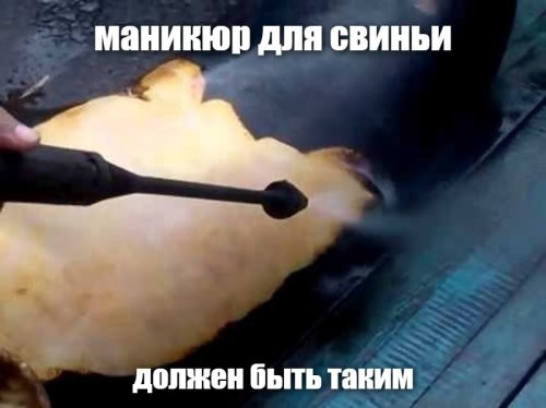 Маникюр для свиньи