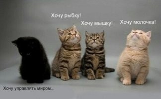 Свиньи боятся чёрного поросёнка