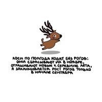 На картинке ОЛЕНЬ!!!