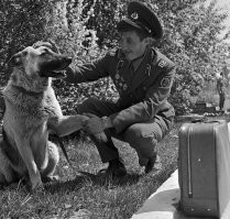 Фотка прикольная, но почему связист прощается с собакой, он же не кинолог
