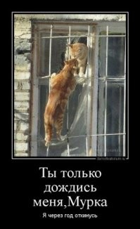 Оконные занятия котиков: 20+ философов, мечтателей и профессиональных наблюдателей