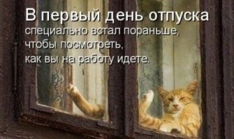 Оконные занятия котиков: 20+ философов, мечтателей и профессиональных наблюдателей