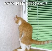 Оконные занятия котиков: 20+ философов, мечтателей и профессиональных наблюдателей