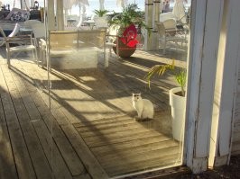 Ловцы солнца: 20 котиков, которые охотятся на солнечных зайчиков и не оставляют им шансов