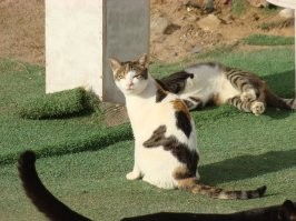 Ловцы солнца: 20 котиков, которые охотятся на солнечных зайчиков и не оставляют им шансов