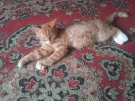 А это моё Рыжее Чудовище!