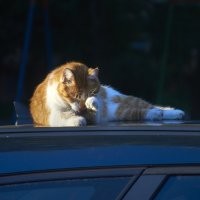 Ловцы солнца: 20 котиков, которые охотятся на солнечных зайчиков и не оставляют им шансов