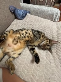 Оконные занятия котиков: 20+ философов, мечтателей и профессиональных наблюдателей