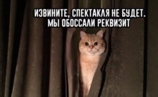 Режиссёр учит пушистых актёров правильно мяукать в кадре