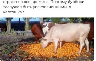 «Должна стоять во дворце»: Лукашенко захотел поставить памятник корове