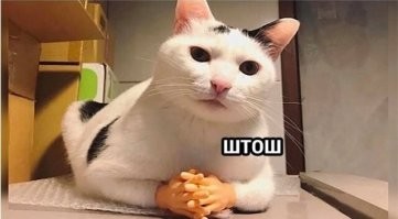 Кот перехитрил кормушку