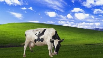 Лучшая заставка! 
 Но всегда хотел с коровой...